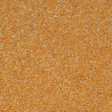 Mannahirse
