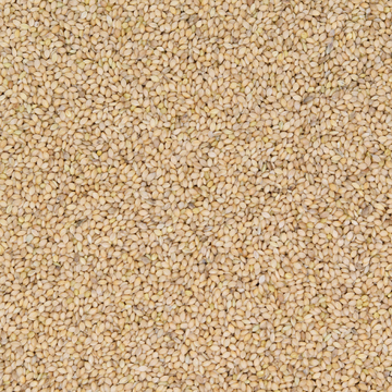 Senegalhirse