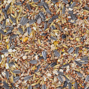 Wildvogelfutter Sommer mit Insekten