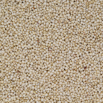 Dari