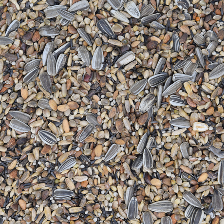 Kreuzschnabelfutter 2
