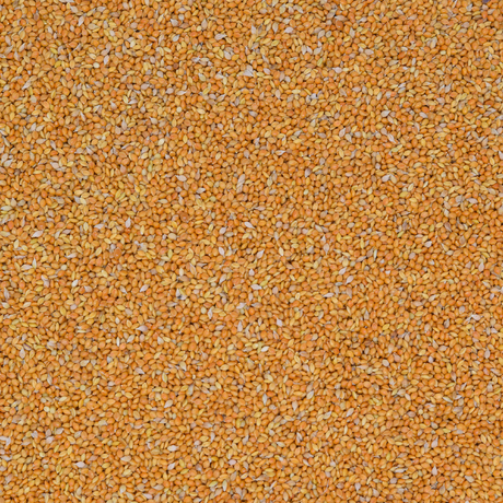 Mannahirse
