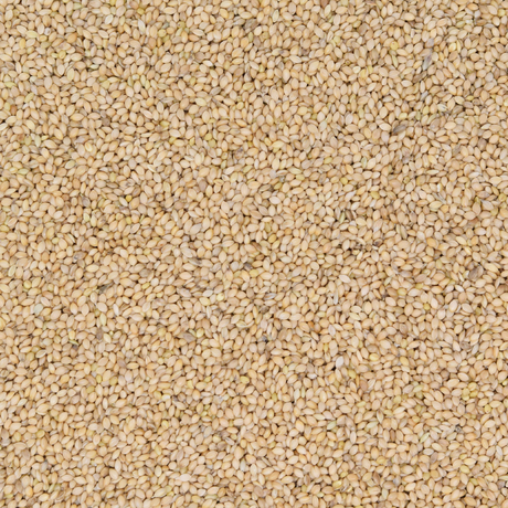 Senegalhirse
