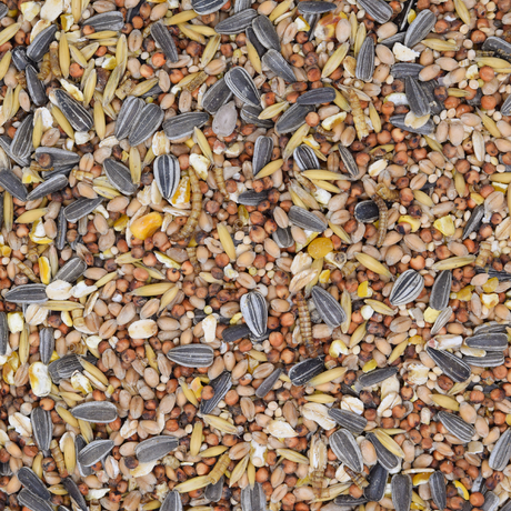 Wildvogelfutter Sommer mit Insekten