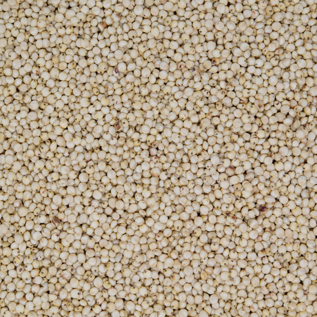 Dari