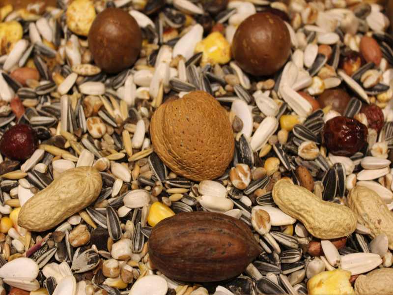 Großpapageienmix