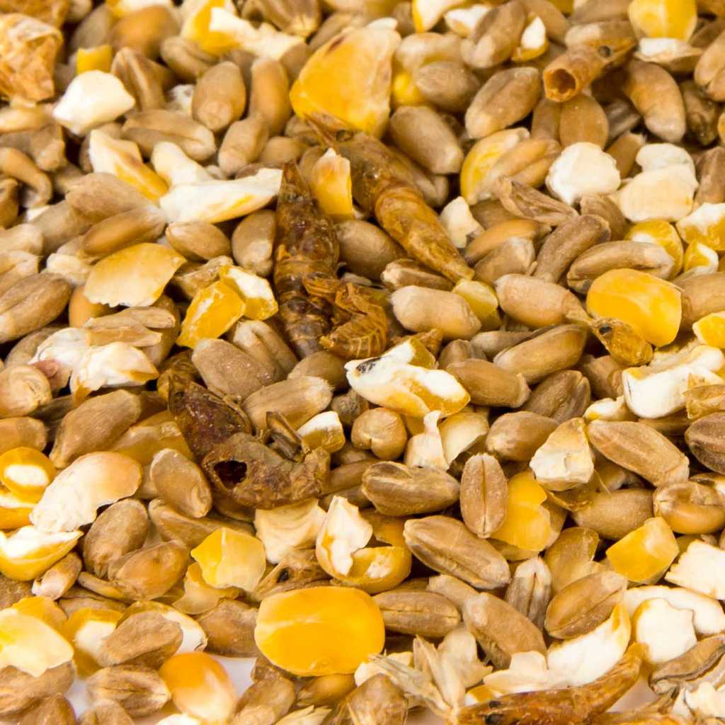 Hühnermischfutter mit Garnelen + Grit