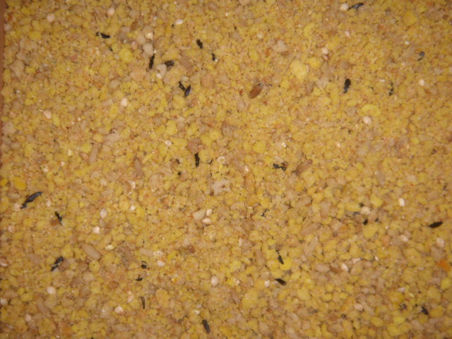 Orlux__Gold__4c18d6c6ebfd1.jpg