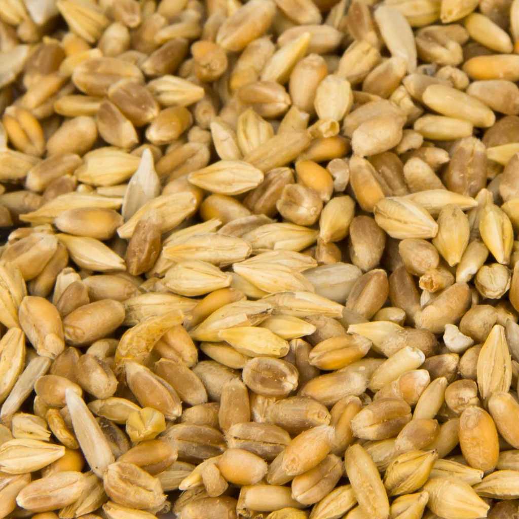 Seidenhühnerfutter ohne Garnelen