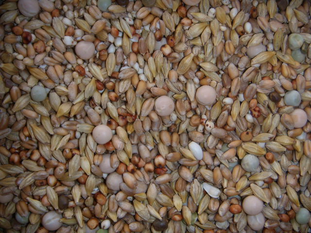 Taubenfutter A ohne Mais