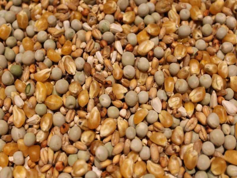 Brieftauben - Aufzuchtfutter