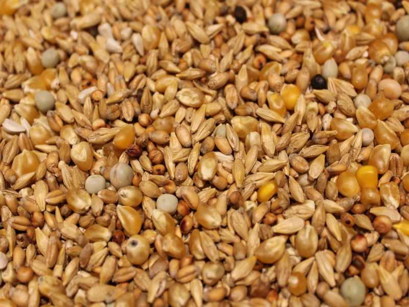 Brieftauben - Winterfutter