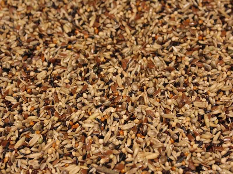 Kanarienfutter S