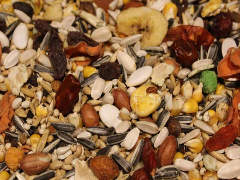 Papageienmüsli mit Trockenfrüchten