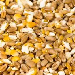 Hühnermischfutter
