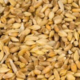 Seidenhühnerfutter ohne Garnelen