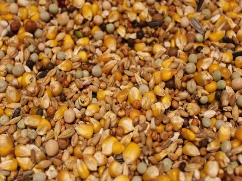 Tauben - Mausermischung ME