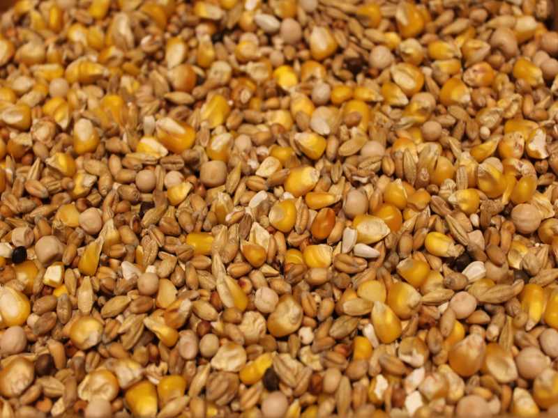 Taubenfutter Discount